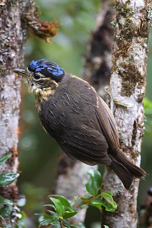 Blue capped Ifrit Ifrita kowaldi New Guniea