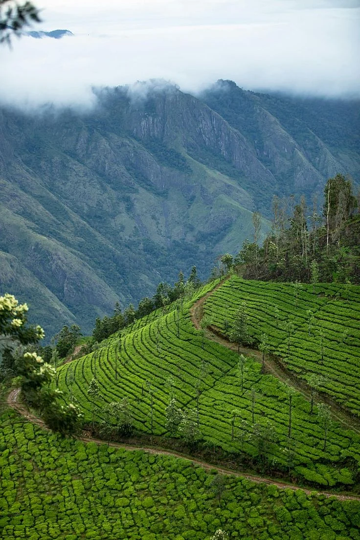 Stunning View of Lush Green Tea Plantation in the Hills of Munnar Kerala