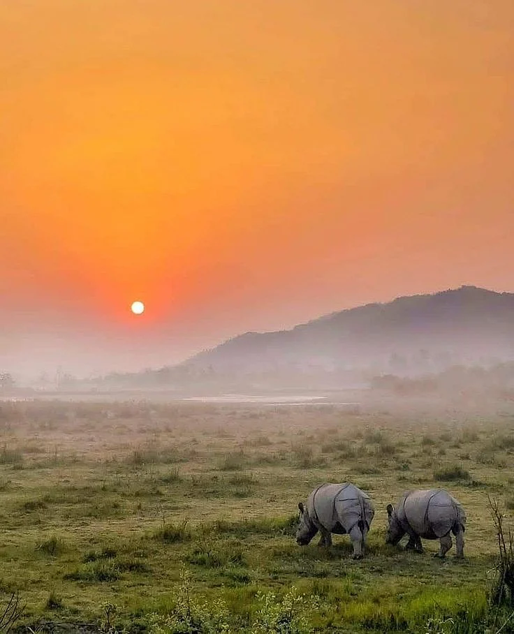 Kaziranga Tour Package