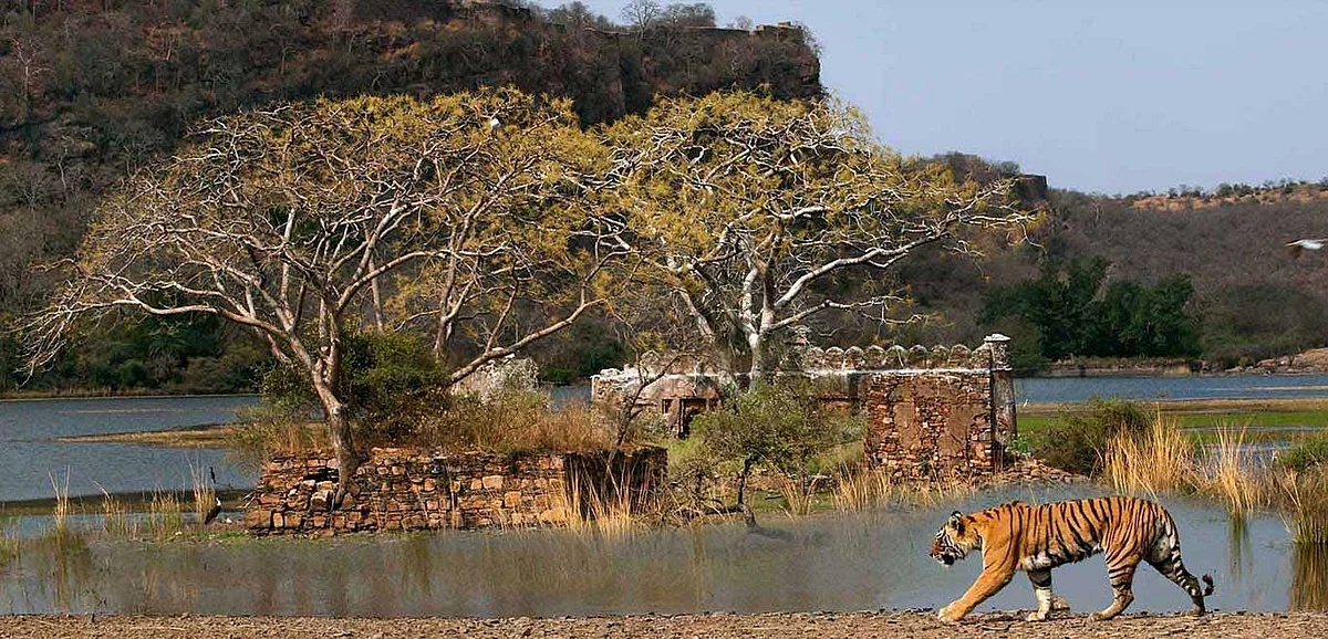 ranthambore national park