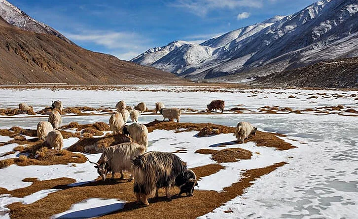 wildlife tourism3