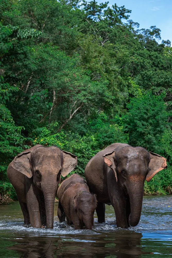 Periyar National Park
