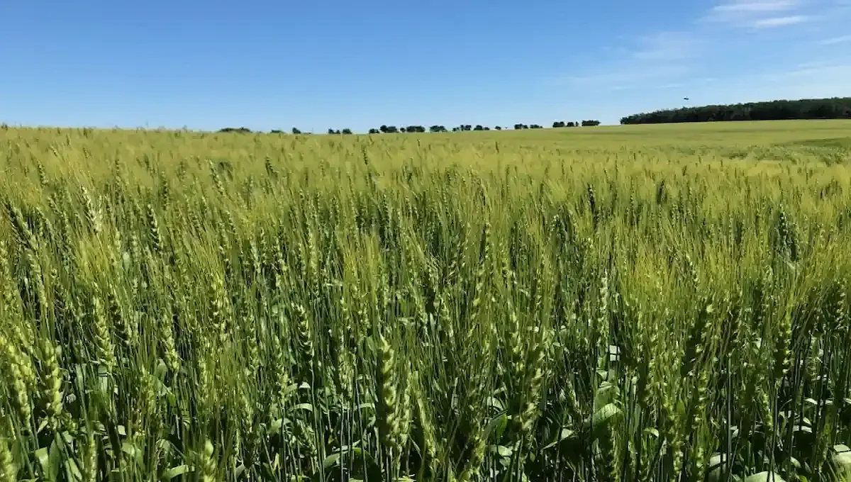 wheat and heat