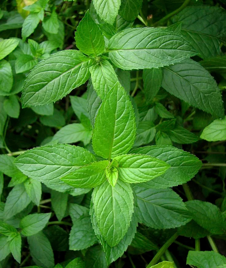 Peppermint