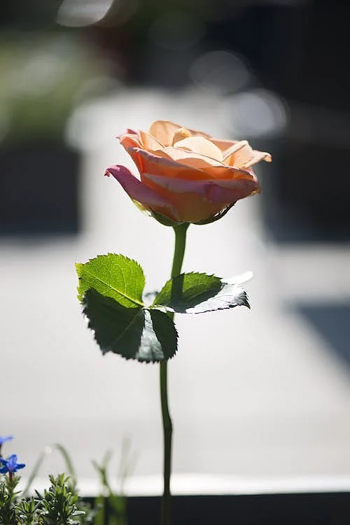 flowers 2