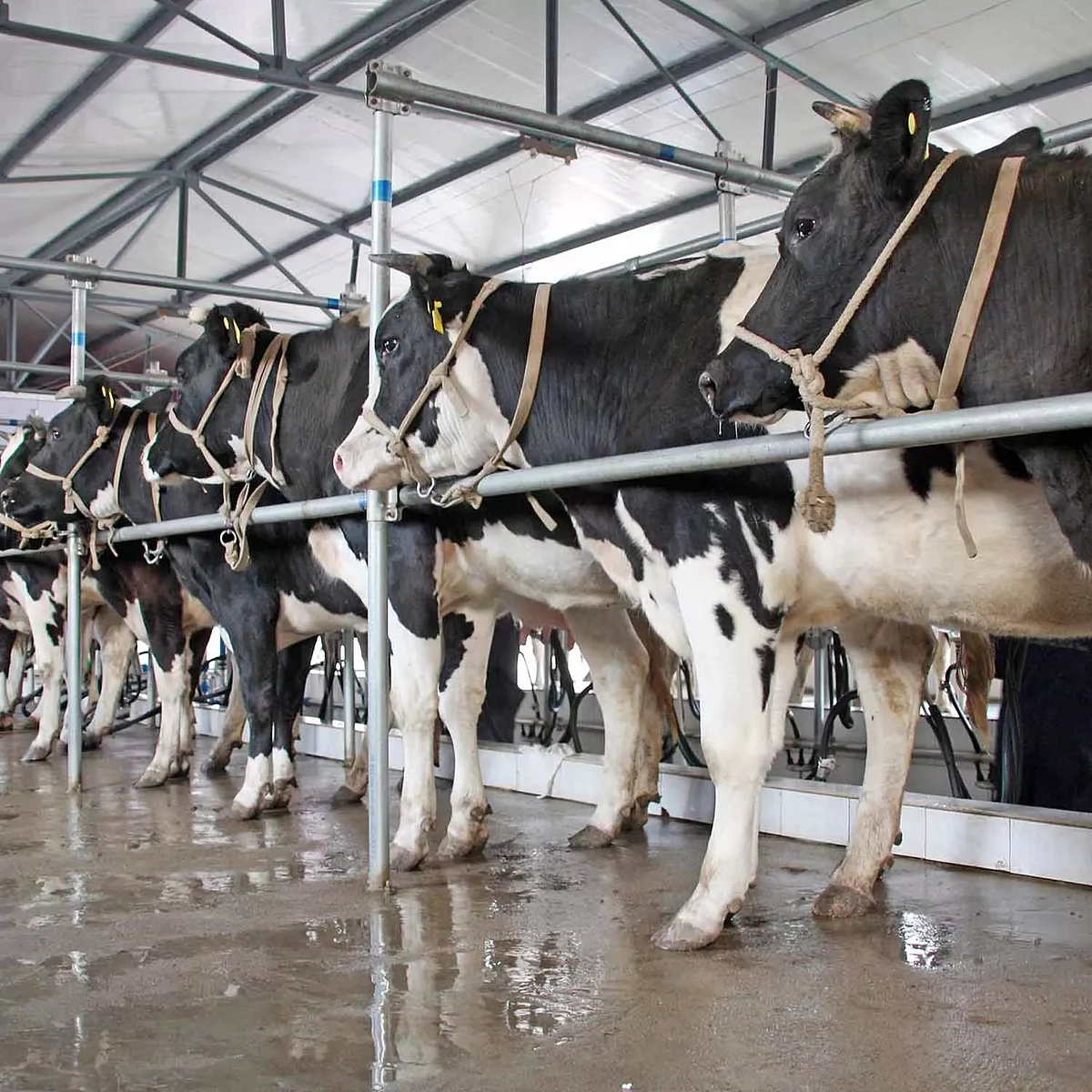 Dairy