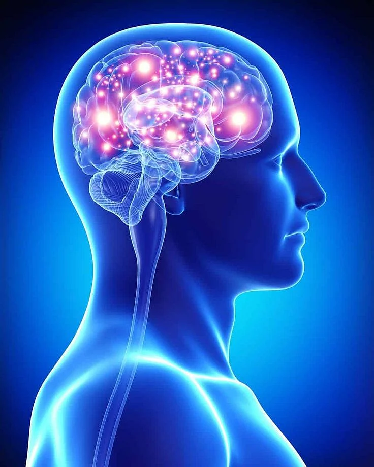 brain