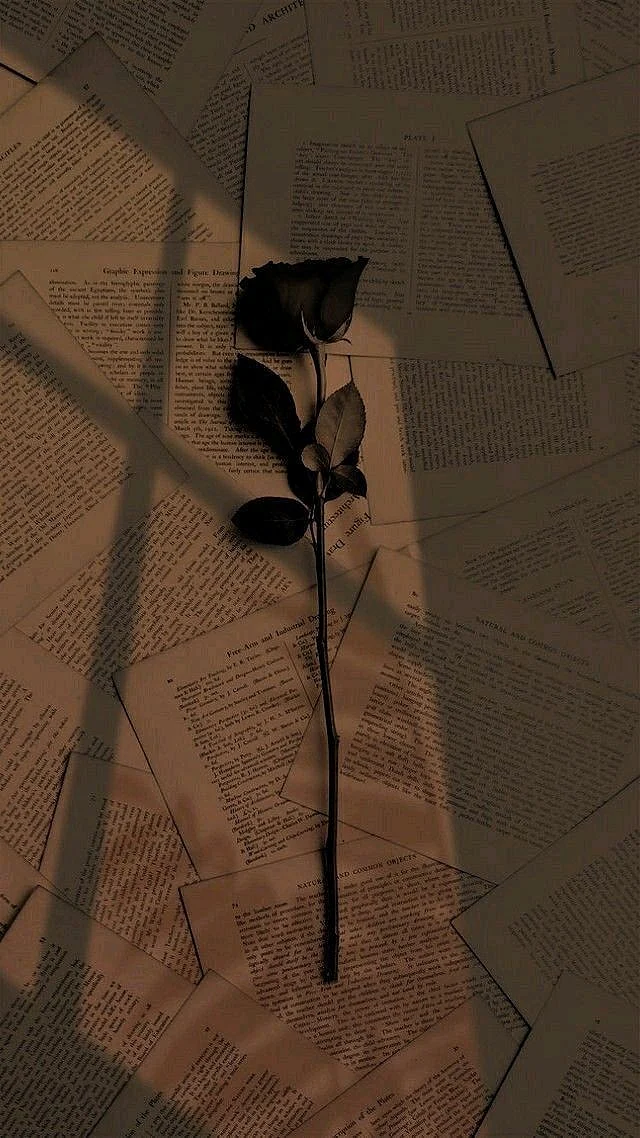 Rose wallpaper ❤️
