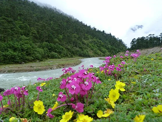 flowers river hill