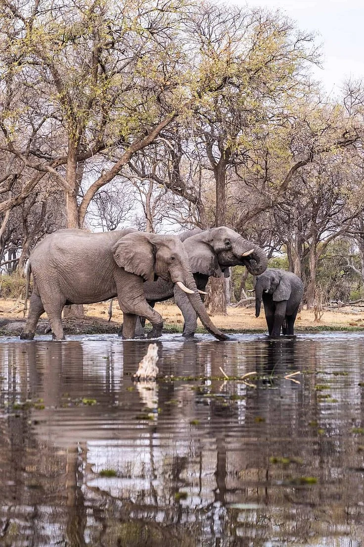 elephant 6