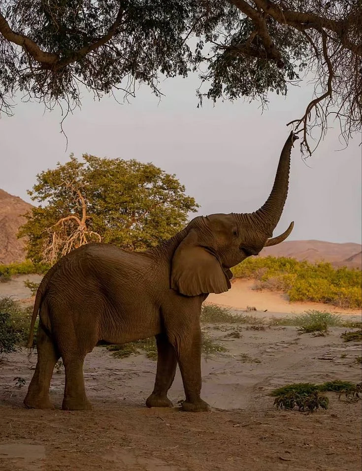 elephant 2