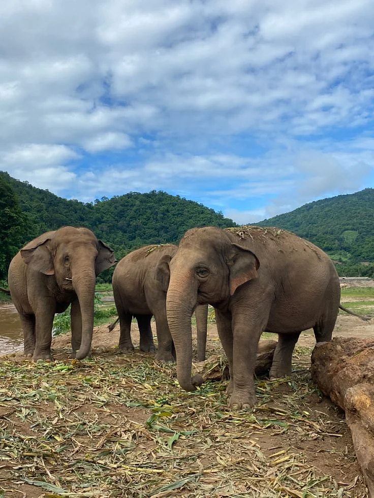 elephant 1
