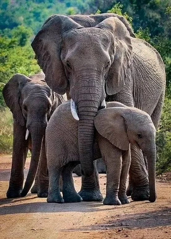 elephant 8