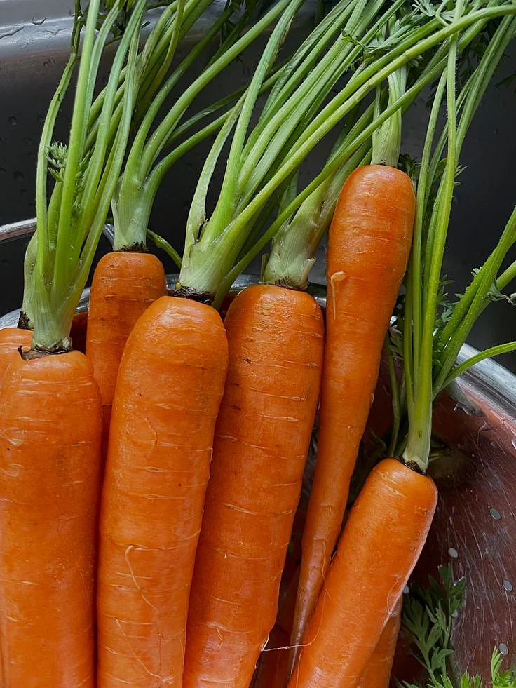 Carrot