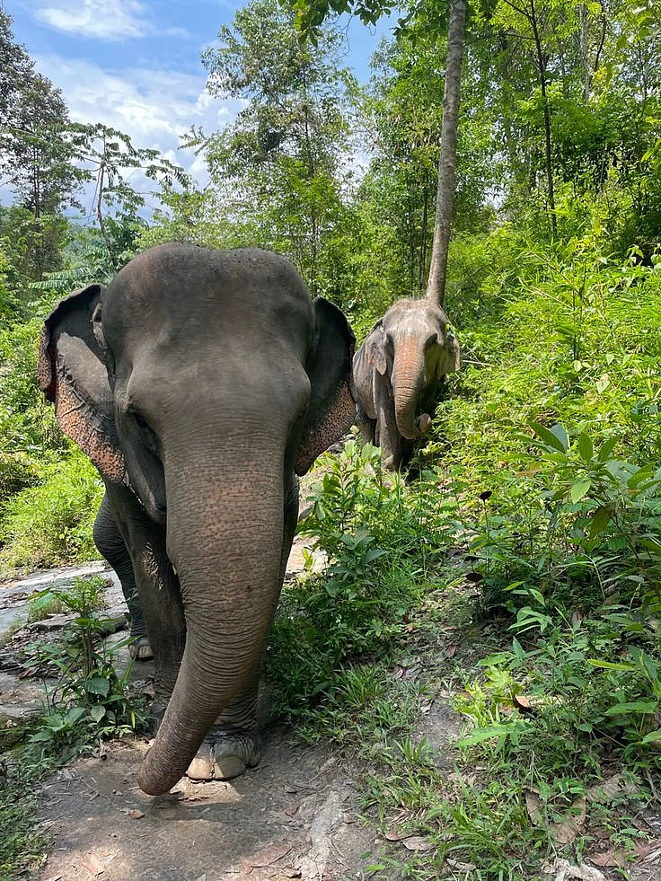 elephant
