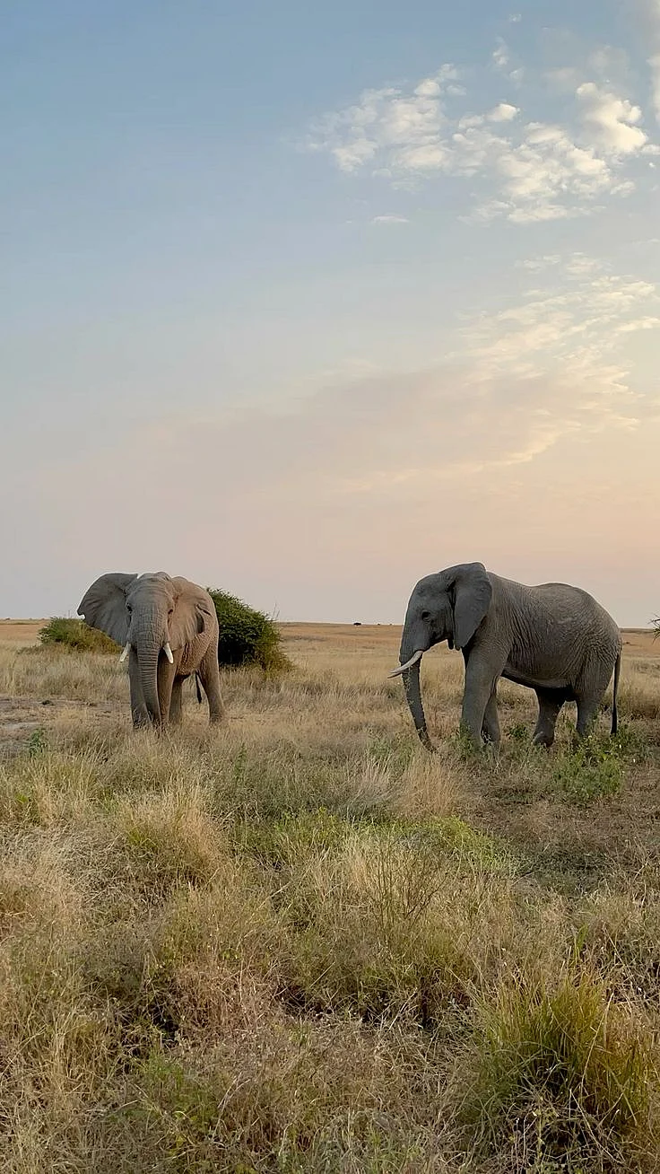 elephant 5