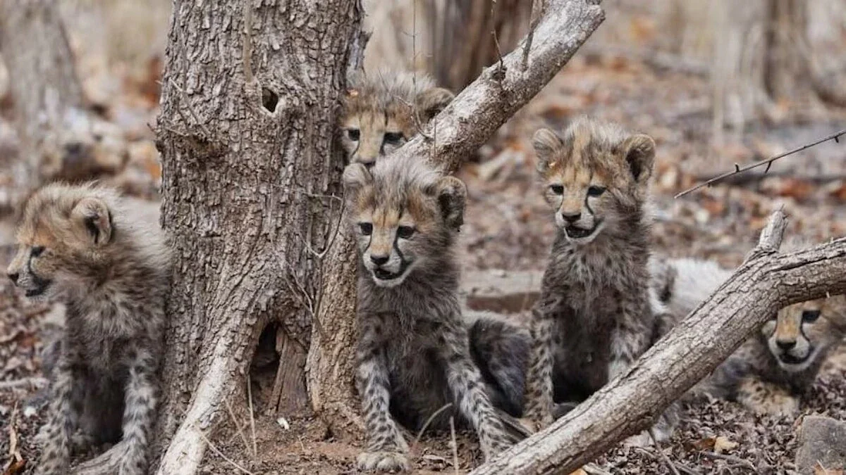 67476ca5d507b cheetah gamini 270152570