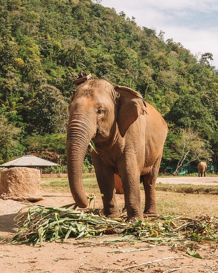 elephant 7