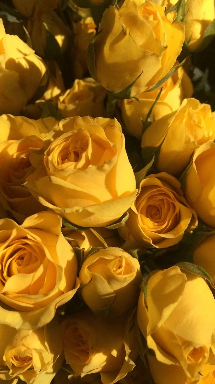 yellow rose