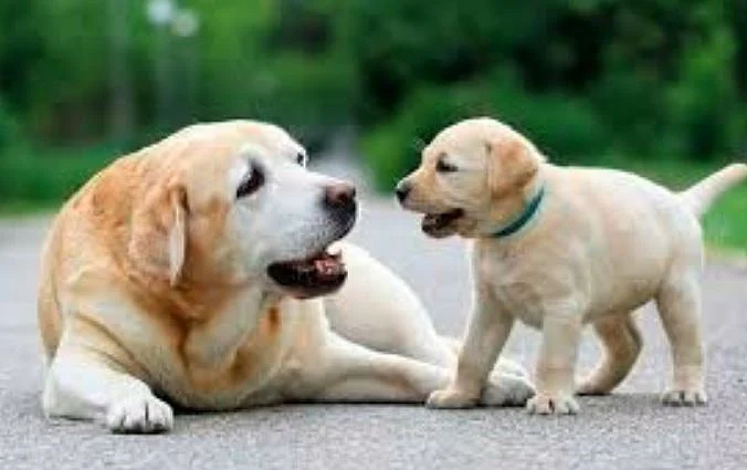 DOG