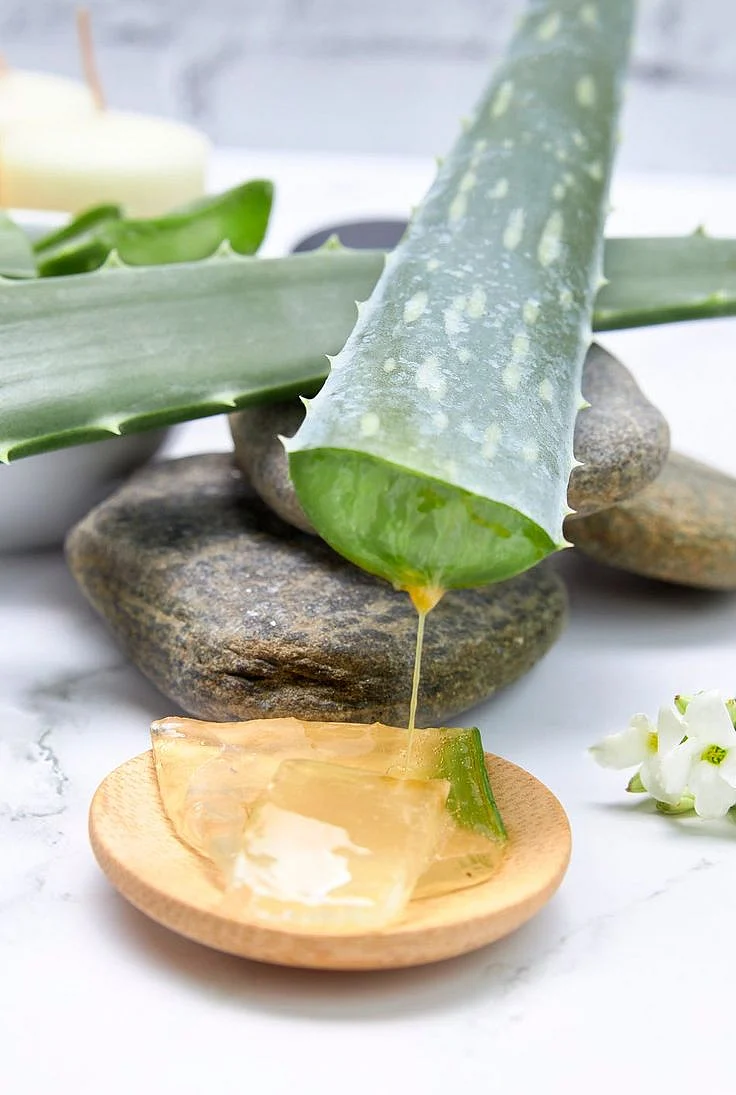 Aloe Vera 8