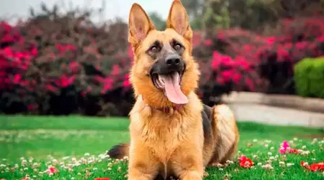 DOG 1