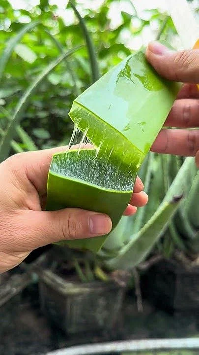 Aloe Vera 6