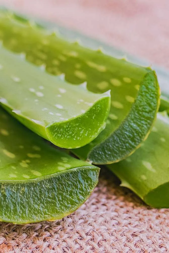 Aloe Vera