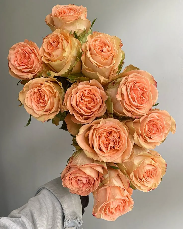 peach rose
