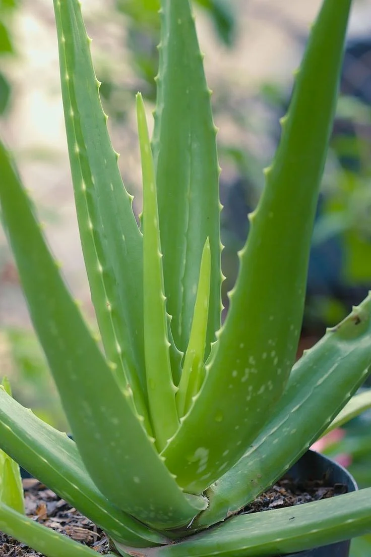 Aloe Vera 2