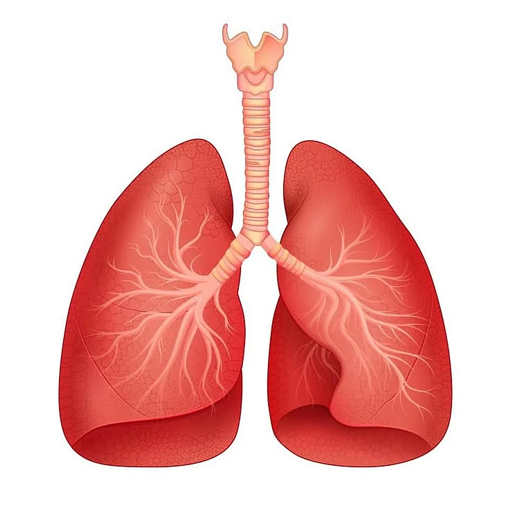 Download illustration of Healthcare and Medical education drawing chart of Human Lungs for Science Biology study for free