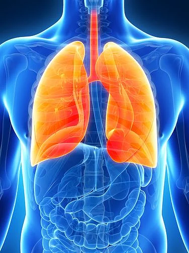 Do Your Lungs Become Stronger With
