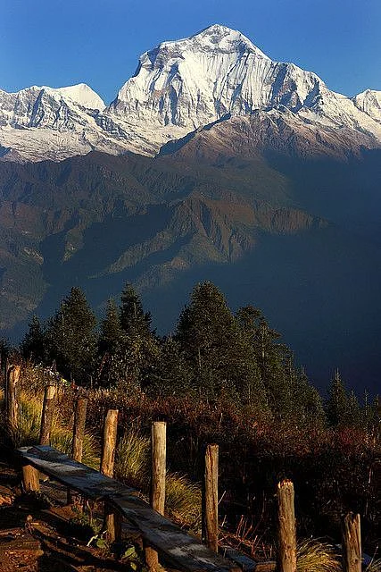 Dhaulagiri 8167 m seen from Poon Hill