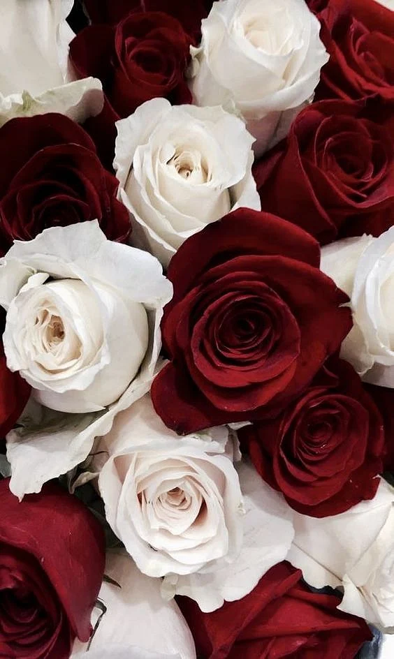 25 Beautiful Roses Wallpaper Backgrounds For iPhone