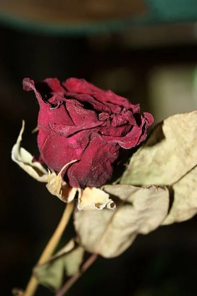 Make Rosary Beads From Rose Petals