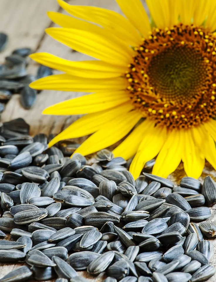 Graines de tournesol grillées et salées les pipas