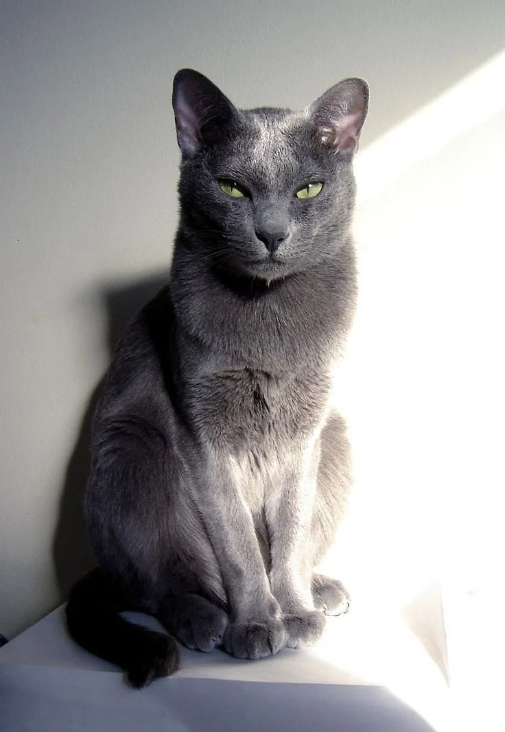 korat cat