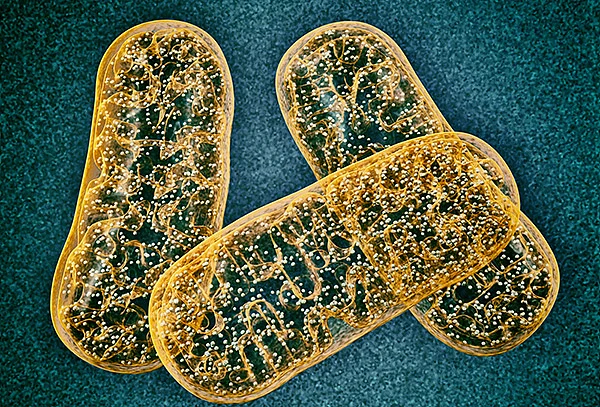 Nov82017Getty846261736mitochondria6009418324310