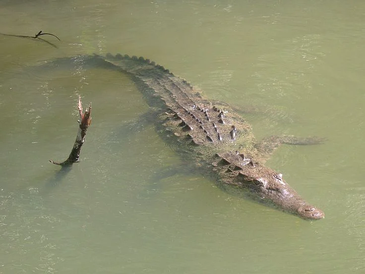 Crocodile in river 9