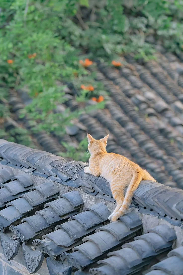 cat crossing road 9