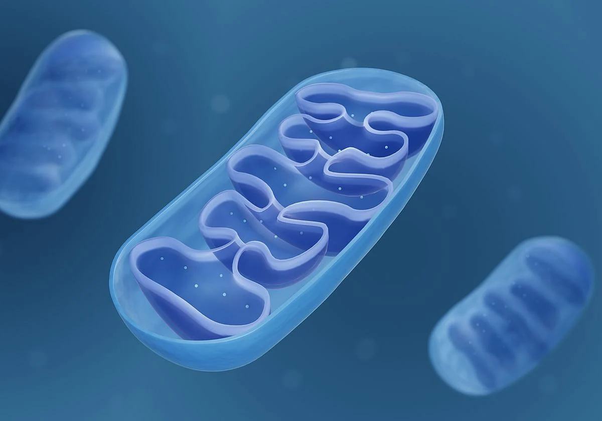 article 12 23 mitochondria l