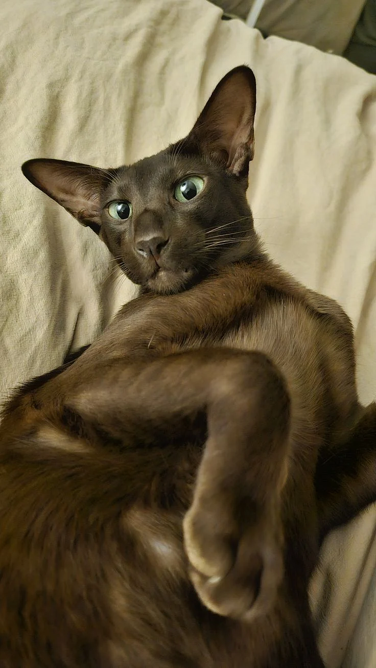 Havana Brown Oriental shorthair