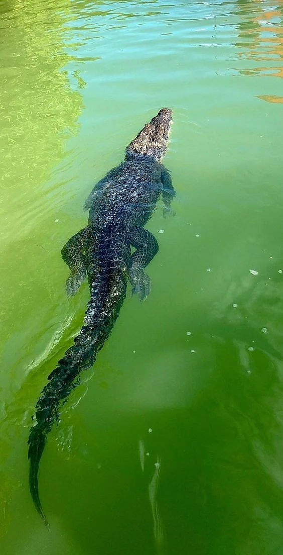 Crocodile in river 7