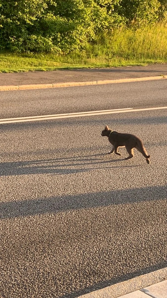 cat crossing road 5