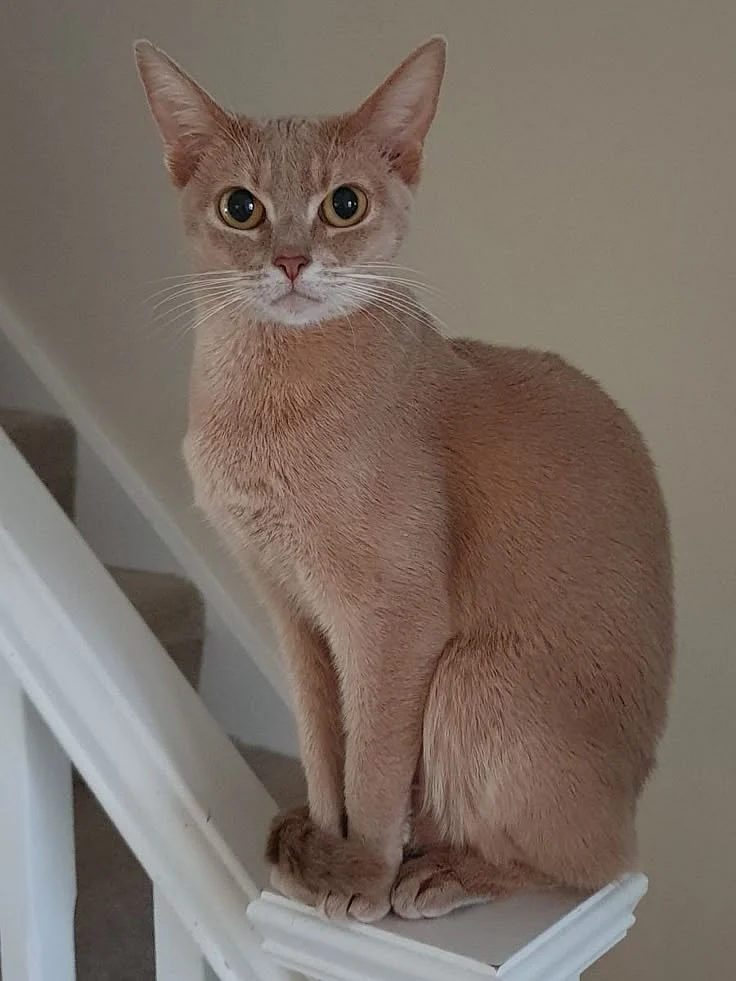 Abyssinian Cats Graceful and Elegant Felines
