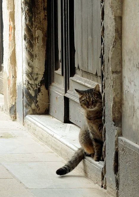 cat crossing road 7