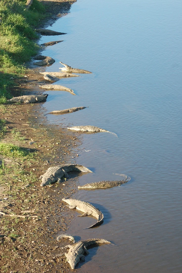 Crocodile in river