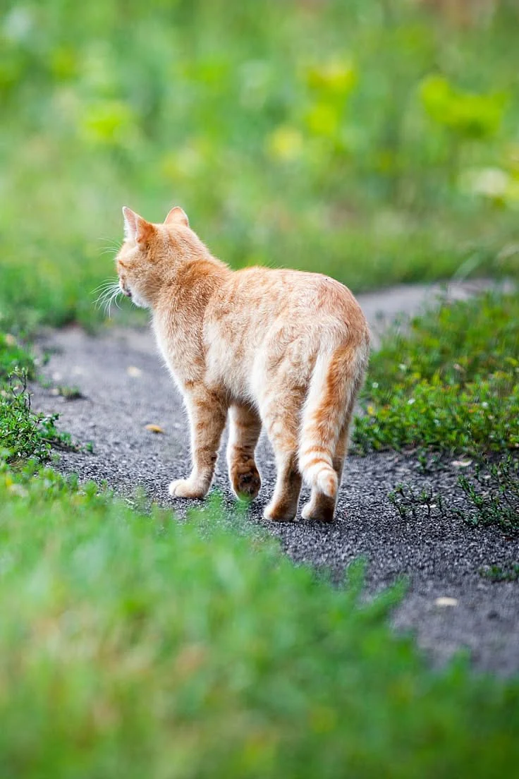 cat crossing road 2