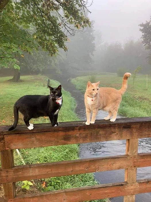 cat crossing road 8