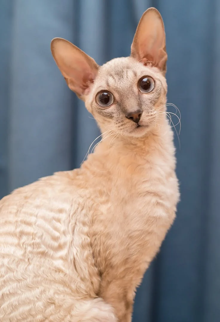 Cornish Rex Cat Breed Profile Litter Robot